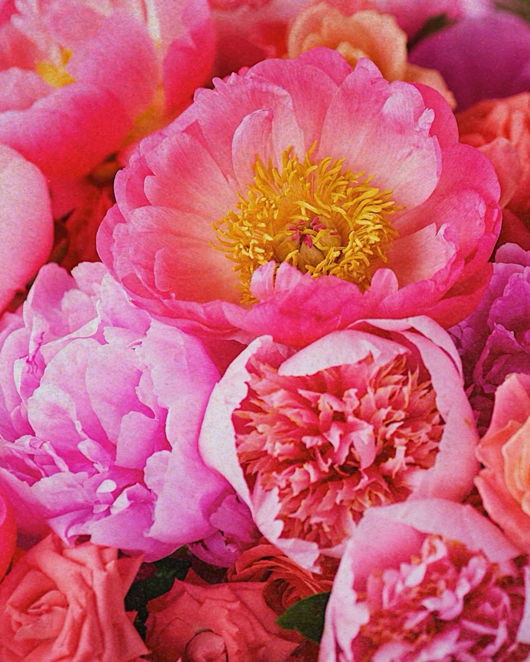 💕🌸🦩