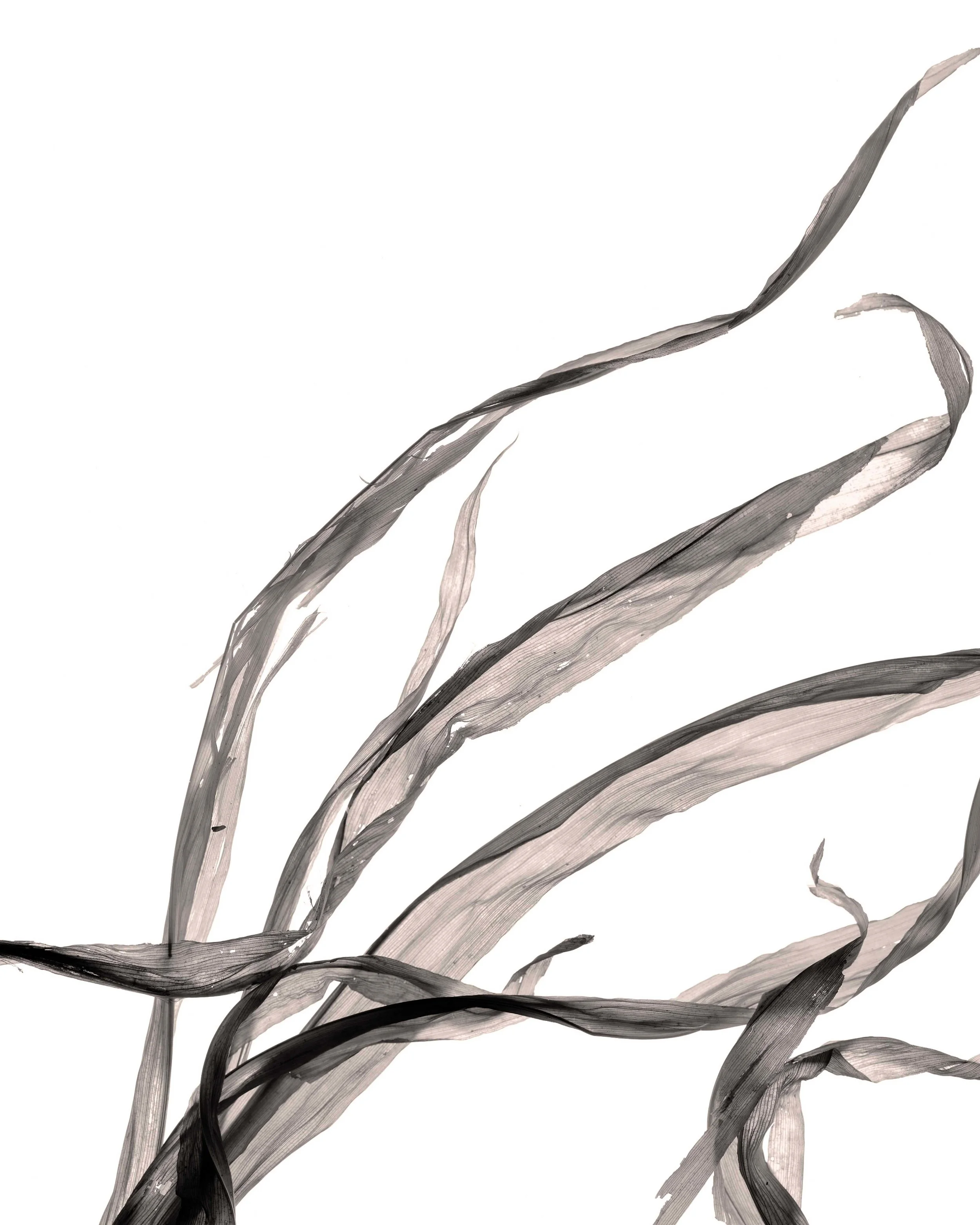 Release