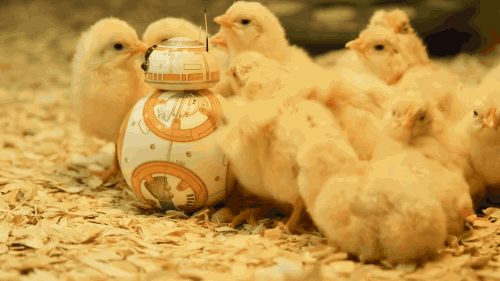 becausebirds:

fancybutpointless:

BB-8 and chickens

BB-8 gets all the chicks.