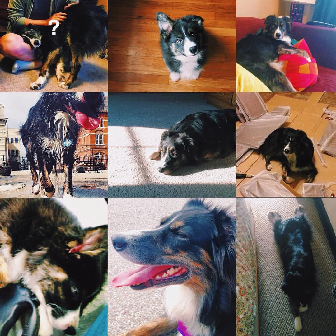 happy birthday to our 🐶!! 🎈🎉🎂🎁🎊✨