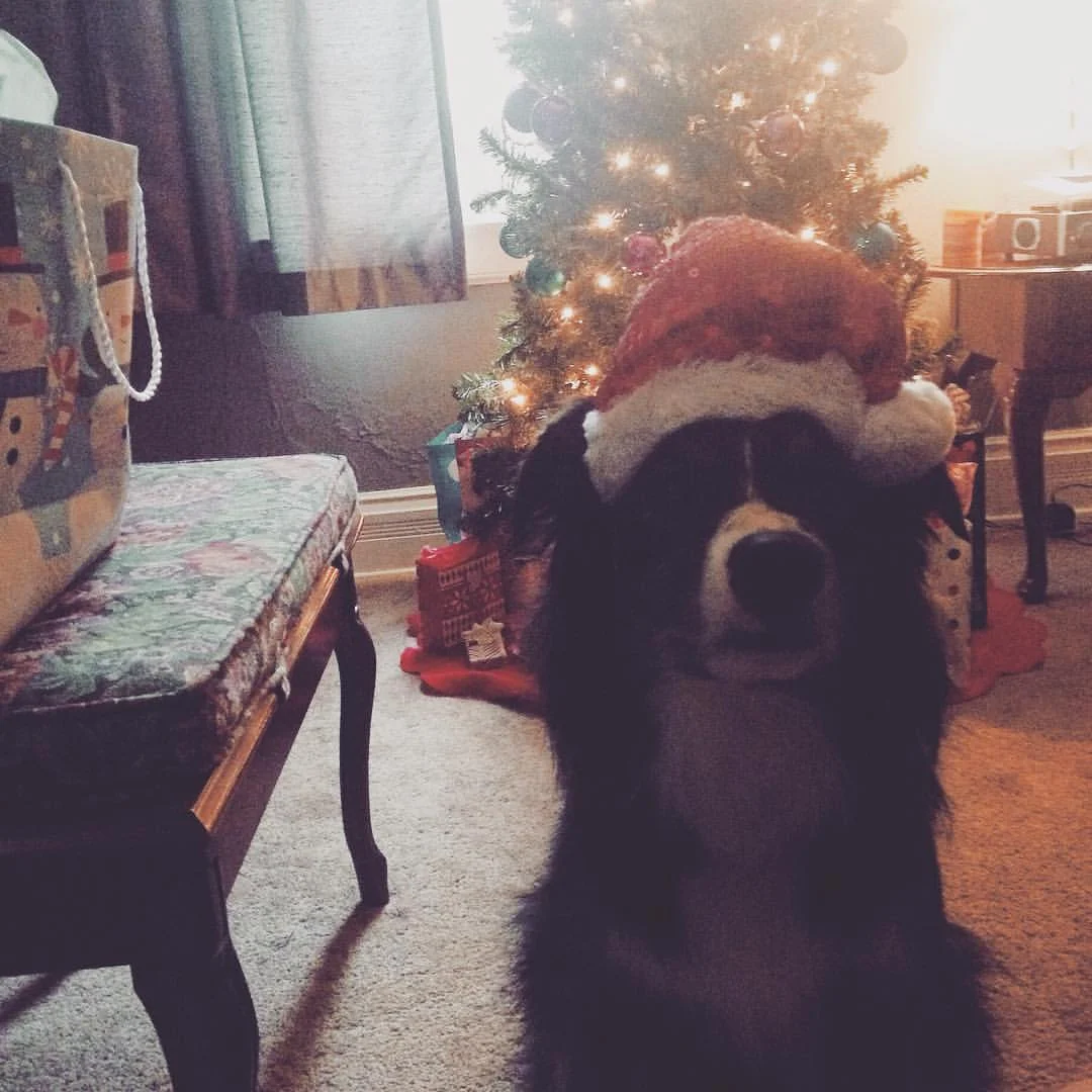 SHE LOVES THE HAT SHE LOVES IT #🎄 #🐶 #🎁