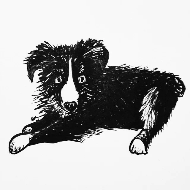 Awkward baby Rilo #inktober #puppies #australianshepherds #vscocam