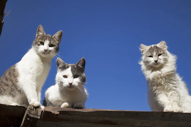 cybergata:

Tres Tristes Gatos by GaboMendozat on Flickr.
