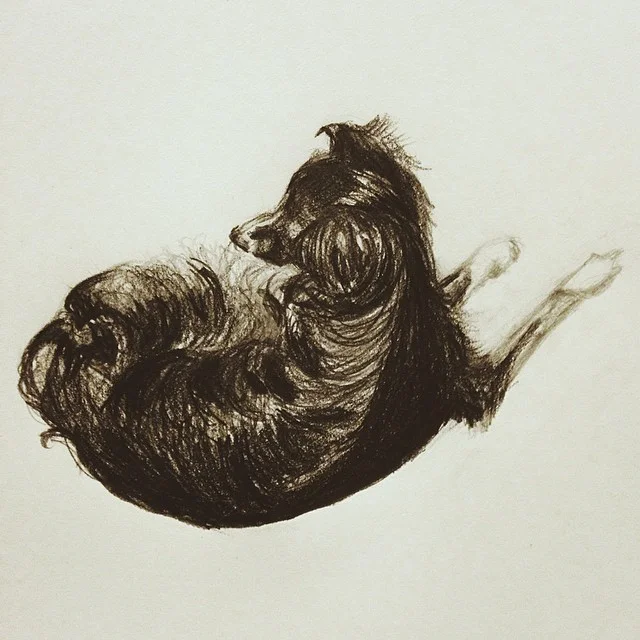 Rilo, done in my #artsnacks cretacolor pencil #beansofinstagram #drawing #art #vscocam