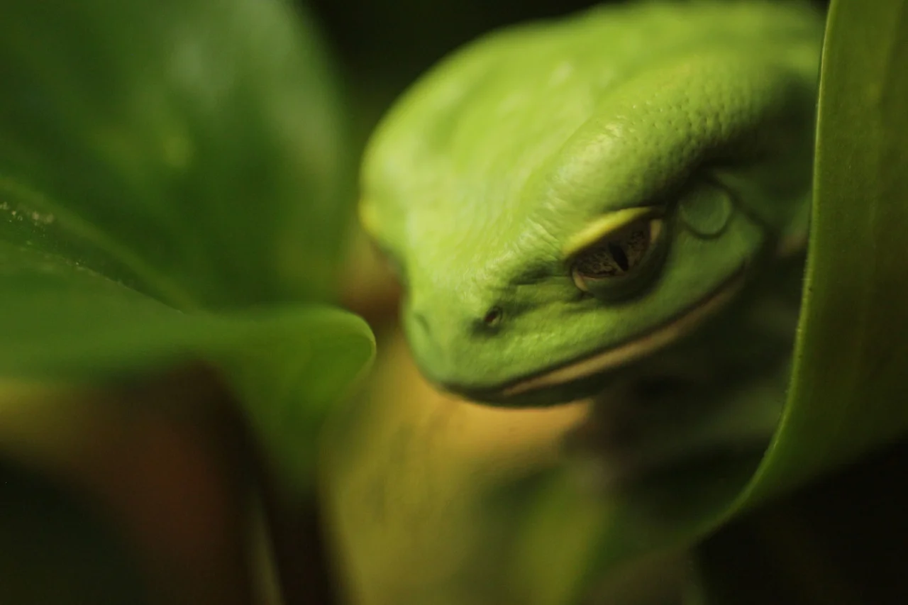 smithsonianmag:

Photo of the Day: Lurking Lizard
Photography by Rick Coulombe (Toronto, Canada); Toronto Zoo, Canada