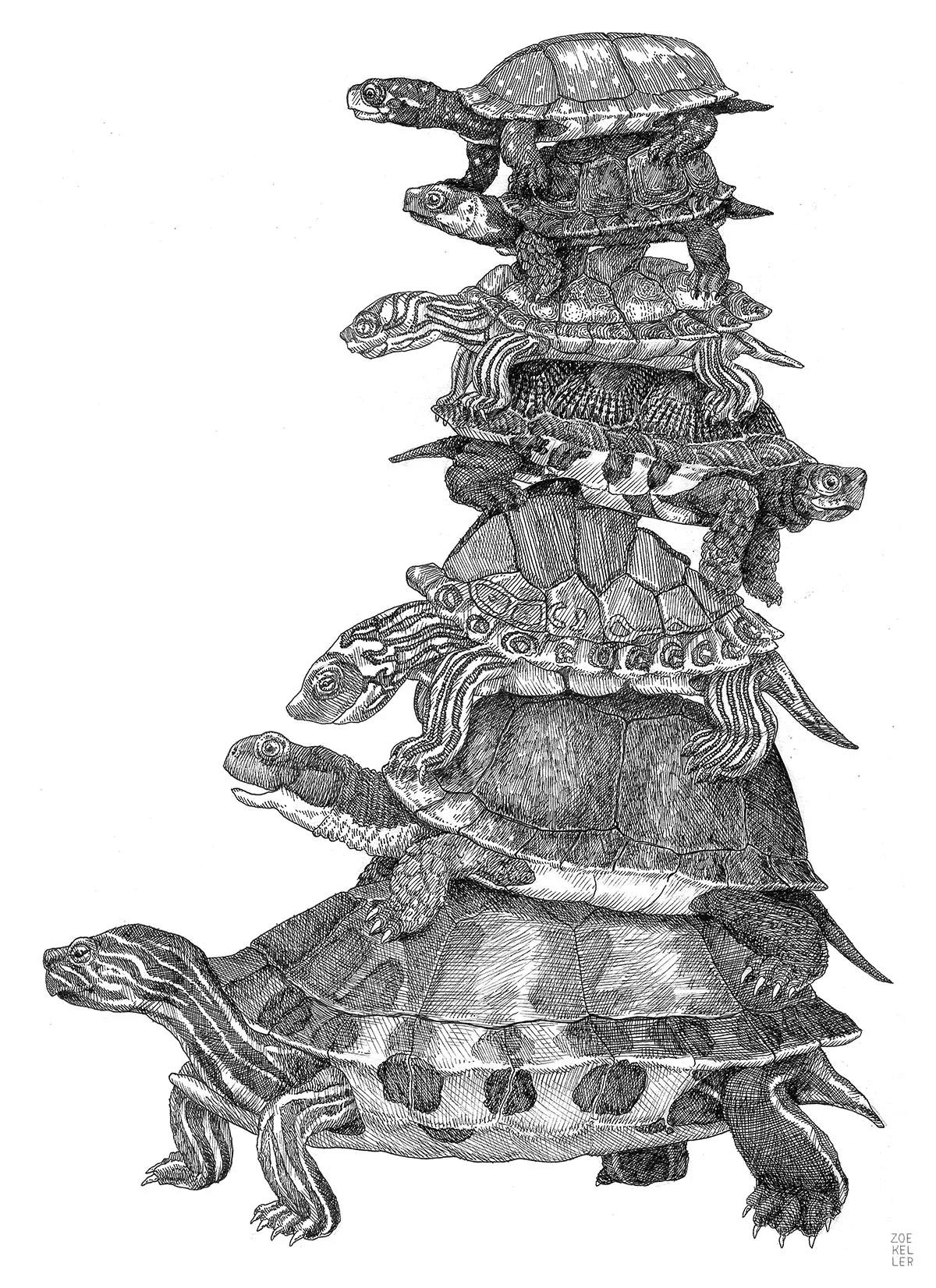 skunkbear:

compassandwheel:

endangered + critically endangered turtles of north america. from top to bottom: spotted turtle, bog turtle, cagle’s map turtle, wood turtle, pearl river turtle, blanding’s turtle, and alabama red bellied turtle.

Don’t…