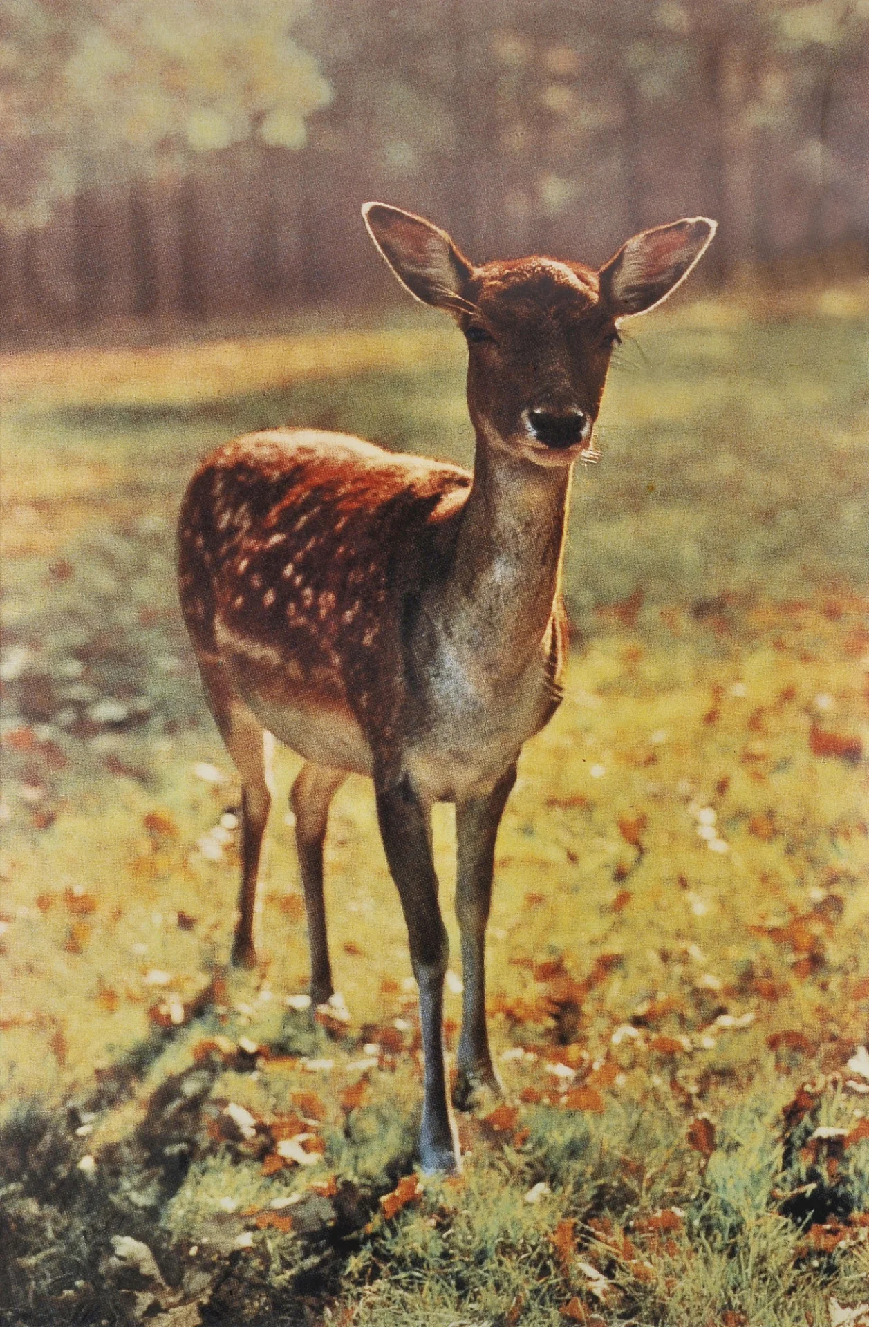 ce-sac-contient:

Paul McCarthy - Bavarian Deer, ca 1987-1989
Color coupler print (274.3 x 181.6 cm.)