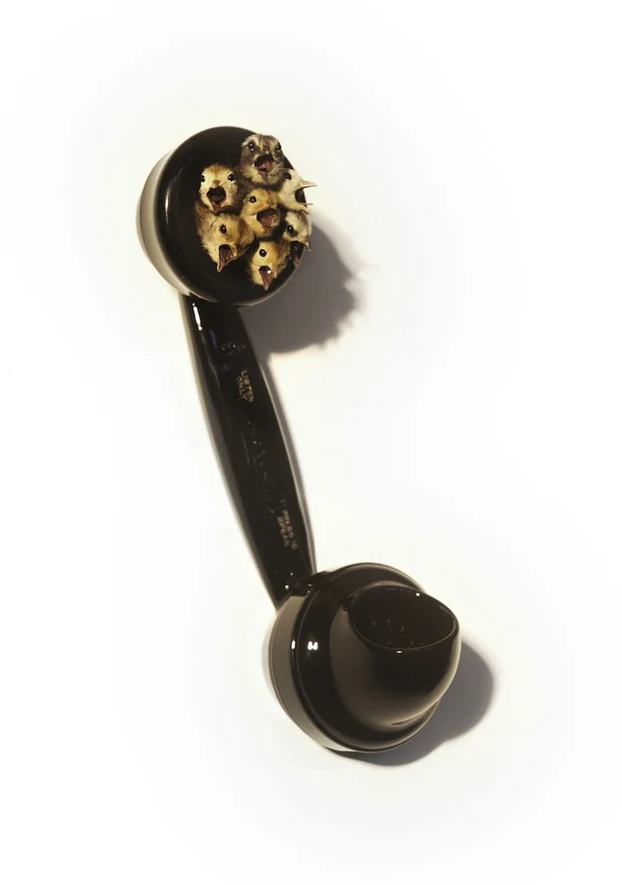 atavus:

Polly Morgan - Receiver, 2009