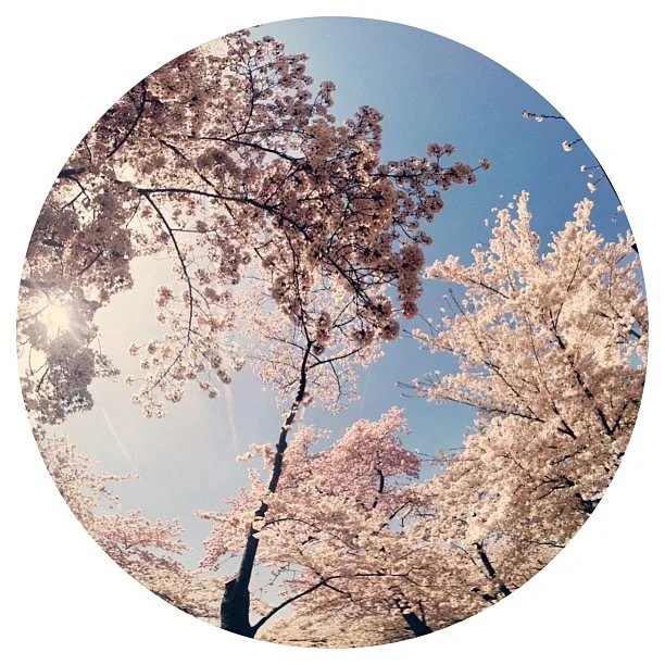 lldn:

#lookupmore #cherryblossoms #dc