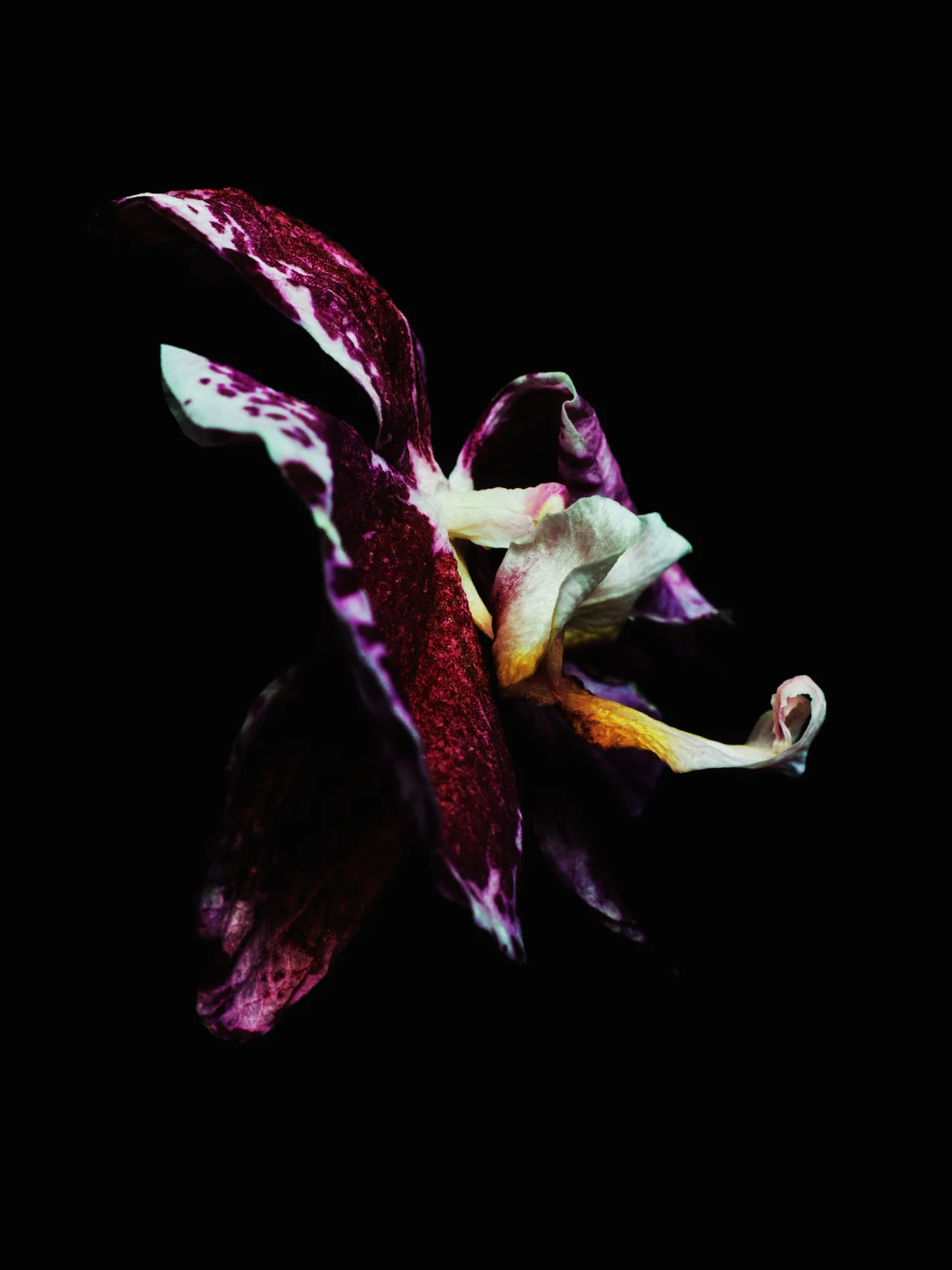 billykidd:

Decaying orchid was shot by Billy Kidd.