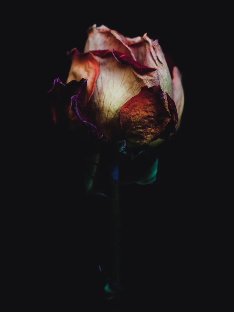 tumblr_mg3mft7KAo1r87i11o2_1280.jpg