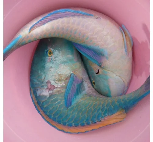 azealiabanks:

Fish