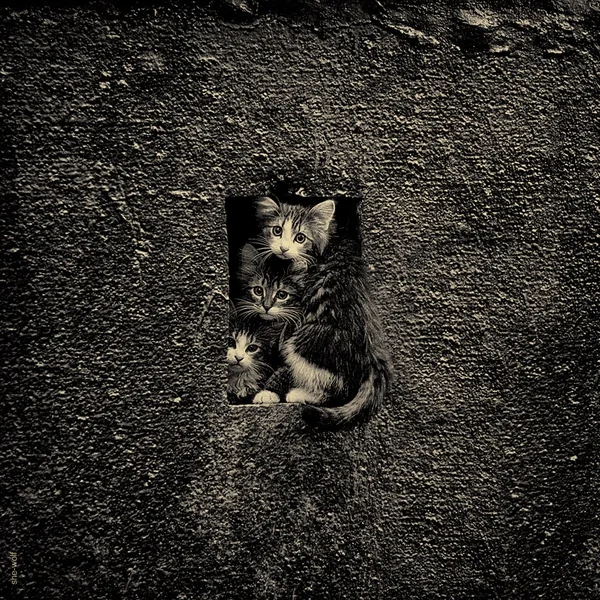randombeautysls:

“Kittens”. Photography by Natalya Zinova.