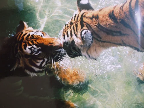 @ericat513 TIGER KISSES