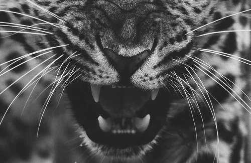 tumblr_lswusqlKT71qmfr2oo1_500.jpg