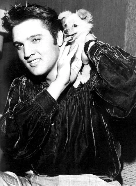 elvisaronpresley:

elvis and his puppy, sweet pea