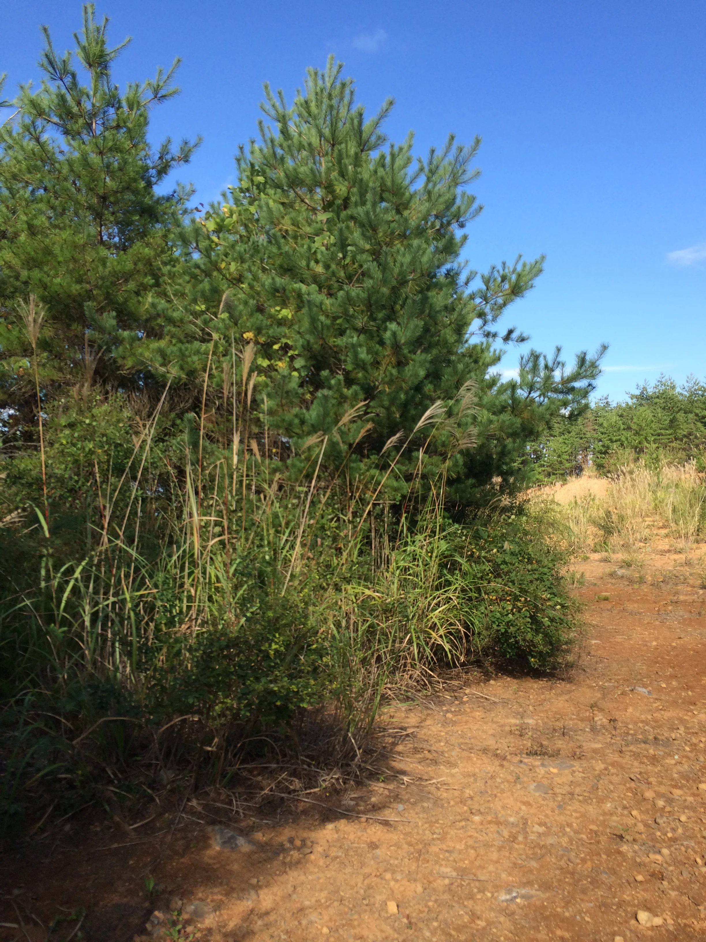  August 2015 completion.   