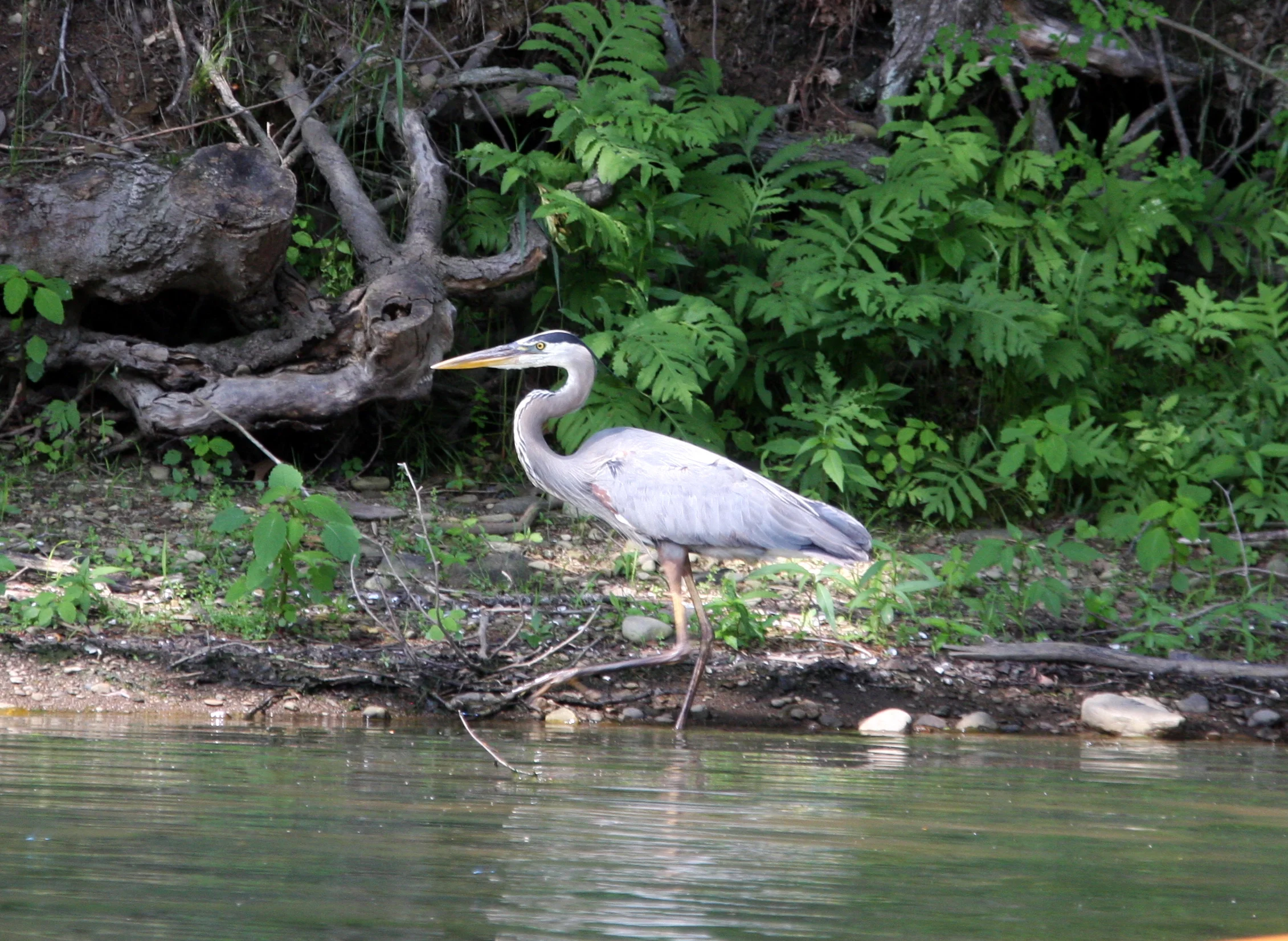 Great Blue Heron .jpg.JPG