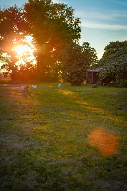 FARM HENS AT SUNSET