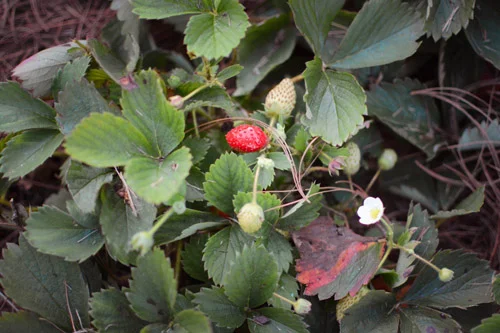 ORGANIC STRAWBERRY PATCH