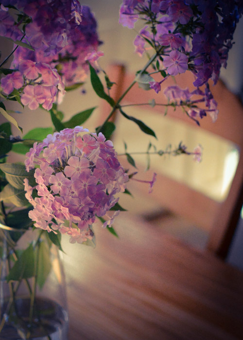 BOUQUET OF GARDEN PHLOX ON THE FARM TABLE