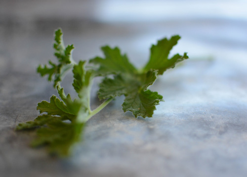 ROSE SCENTED GERANIUM