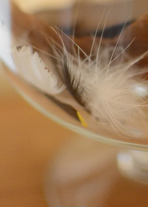 WILD BIRD FEATHER COLLECTION
