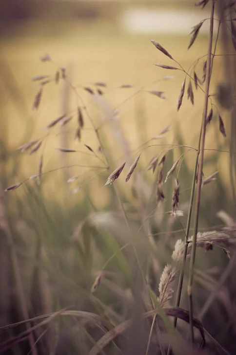 WILD GRASSES IN THE FIELD
