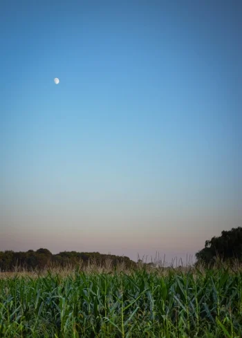 EVENING SKY