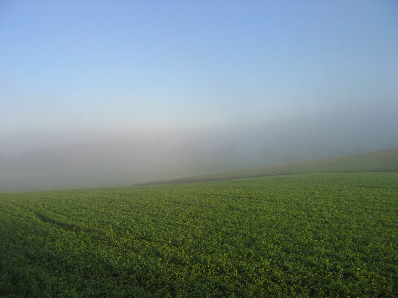 EARLY MORNING FARM FIELDS