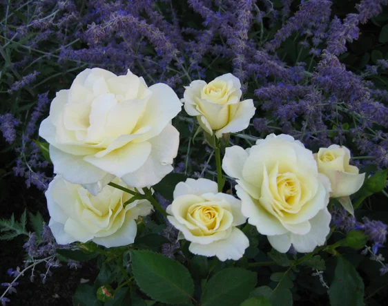 WHITE ROSES NESTLED IN SAGE