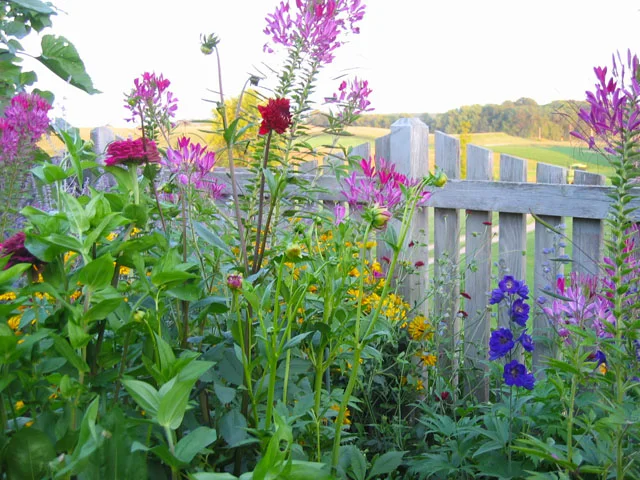 SUMMER GARDEN IN FULL BLOOM