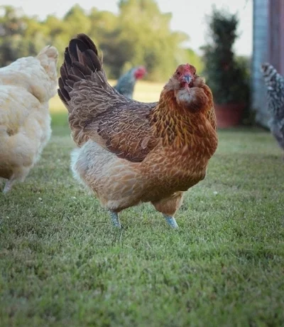 ARACAUNA HEN