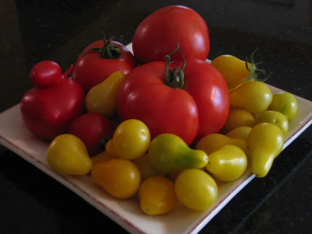 HEIRLOOM TOMATO STILL LIFE