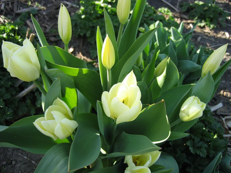 WHITE TULIPS