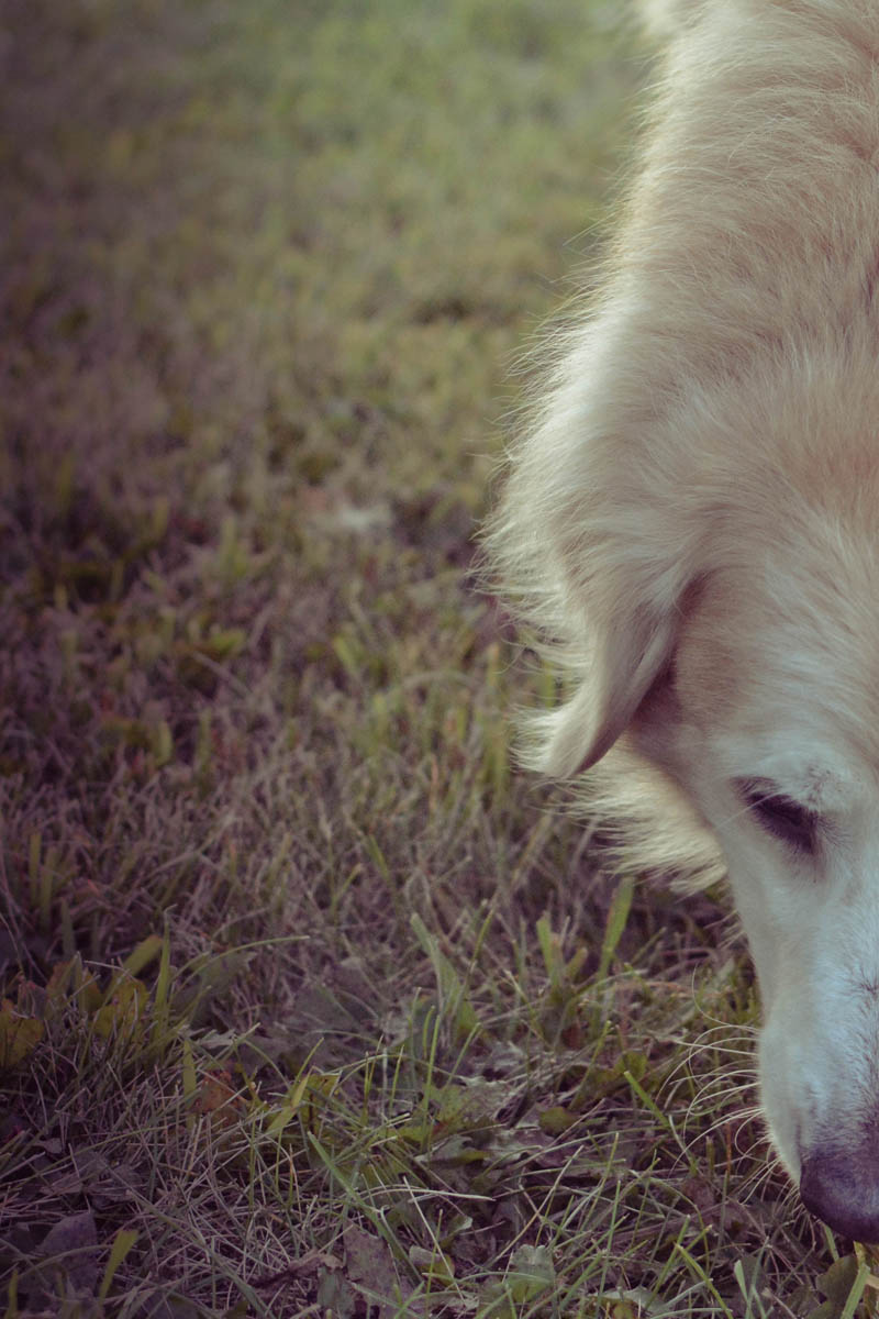 FARM DOG