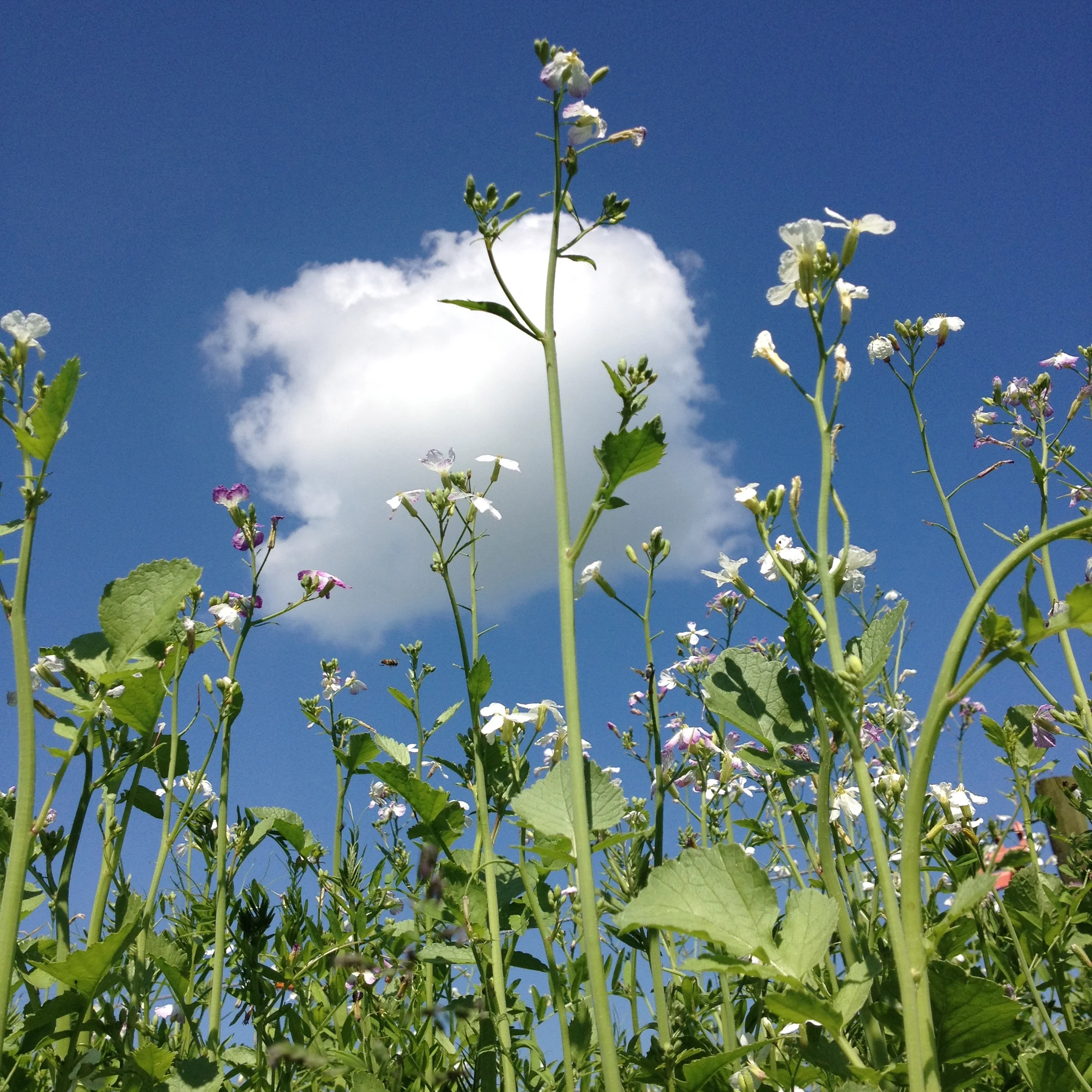 Meadow flowers, Flower series 2014