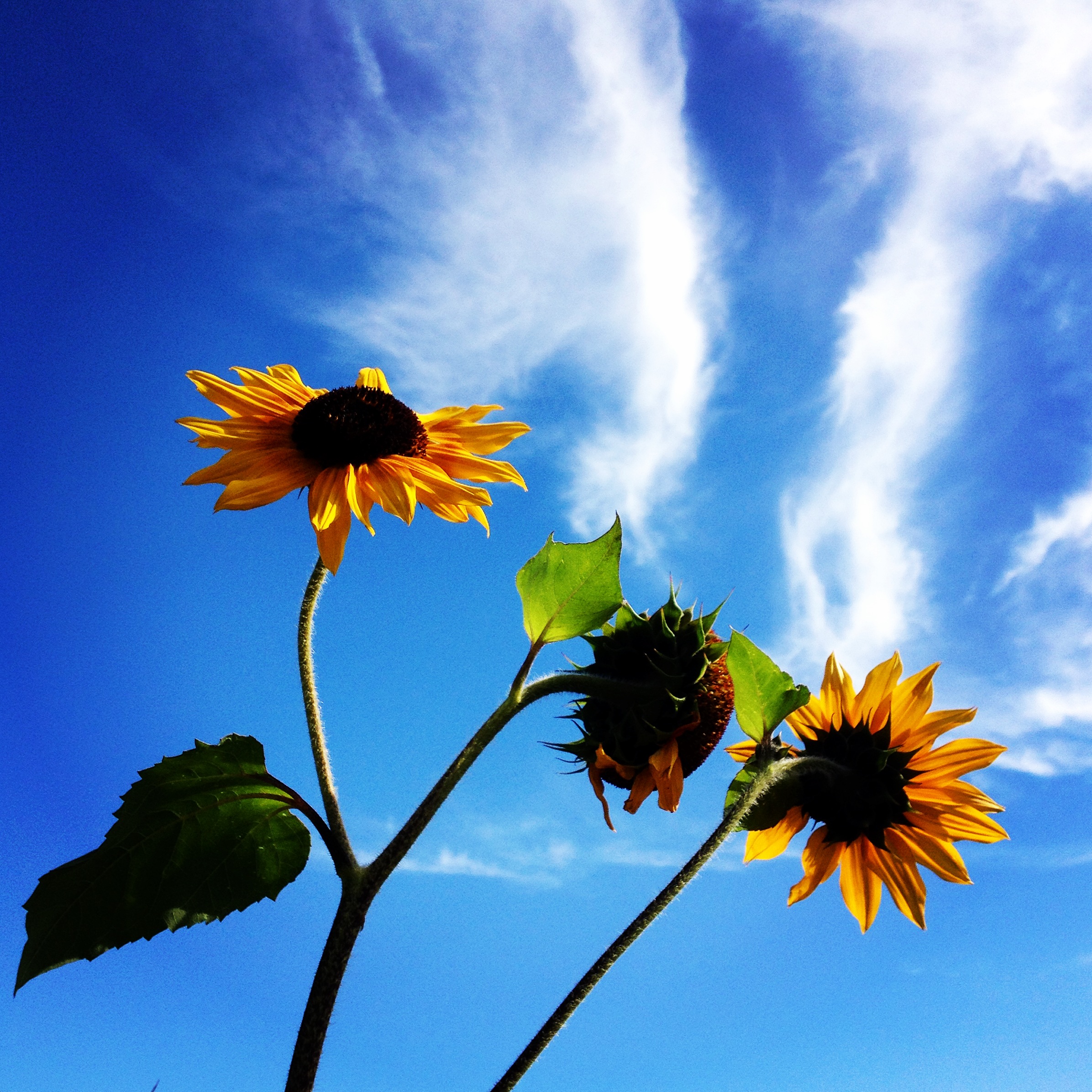 Sunflowers, Flower series 2014