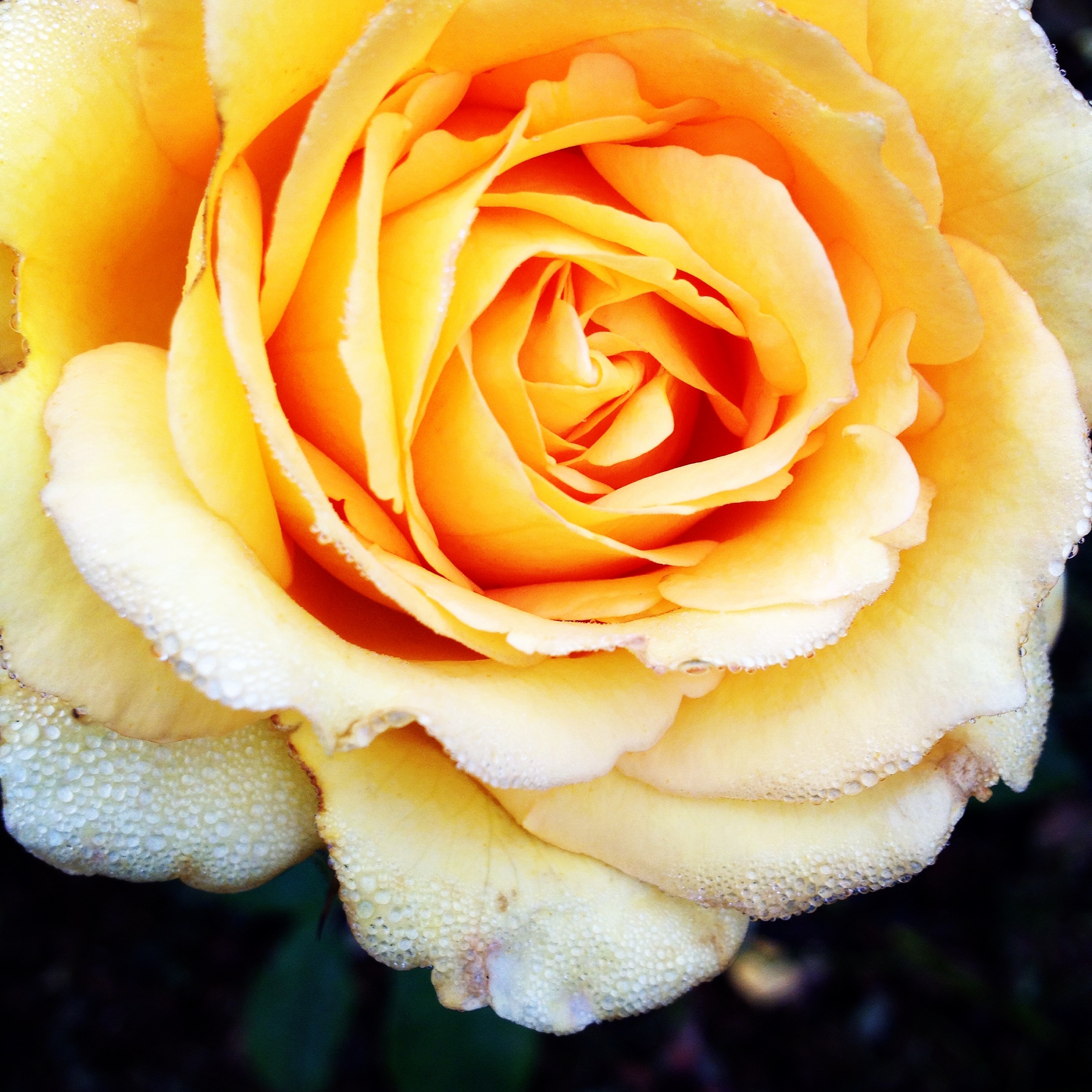 Yellow rose, Flower series 2014