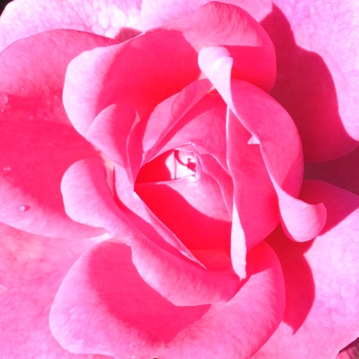 Rose, Flower series 2014