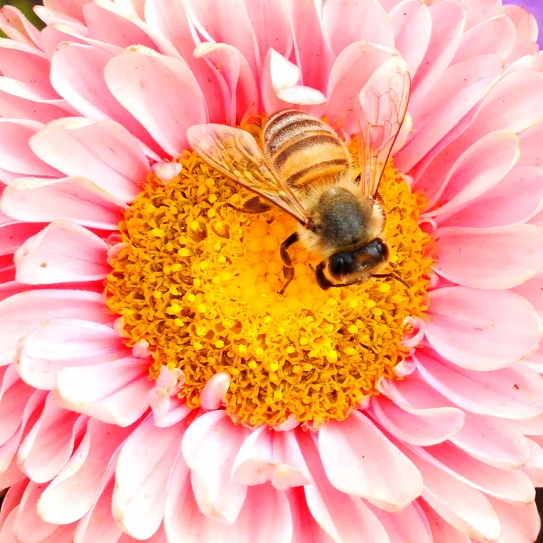Flower and bee, Flower series 2014