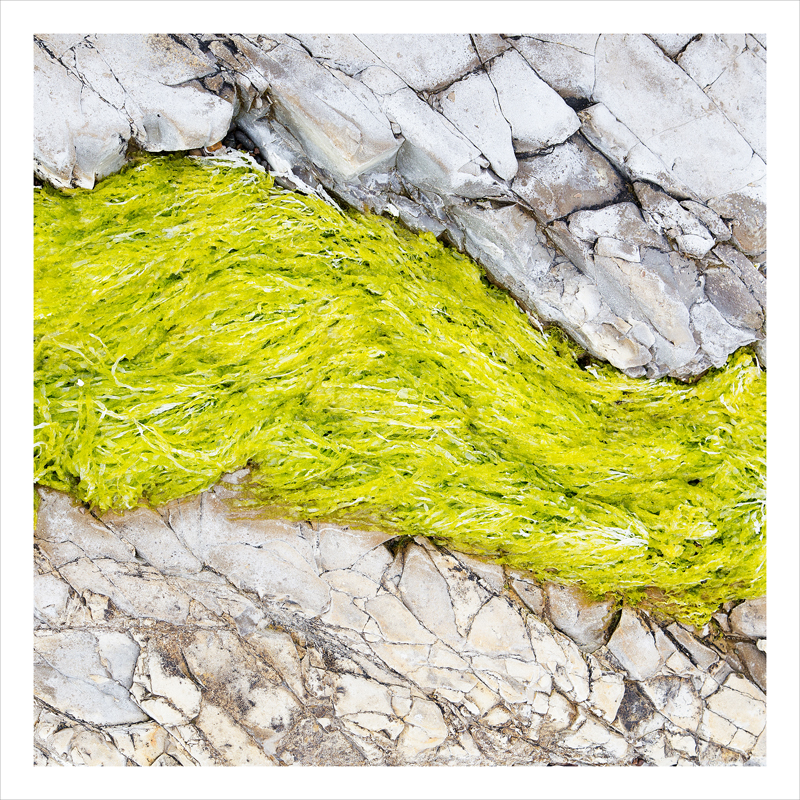 seaweed and stone, California coast