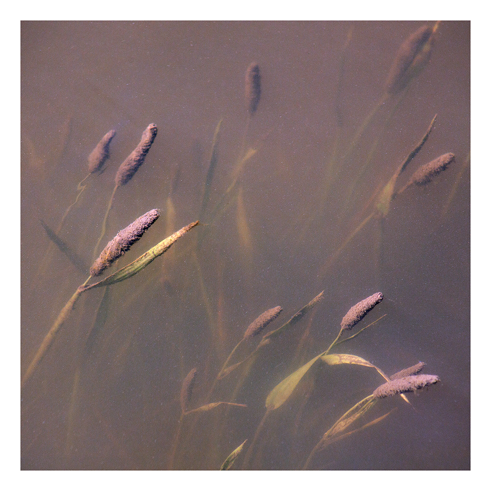 river grass, Oregon