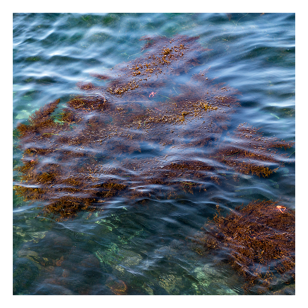 Kelp Waves