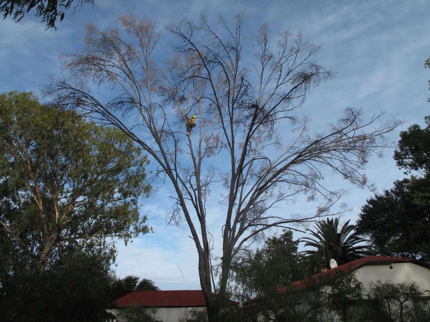 Dead Aleppo Pine