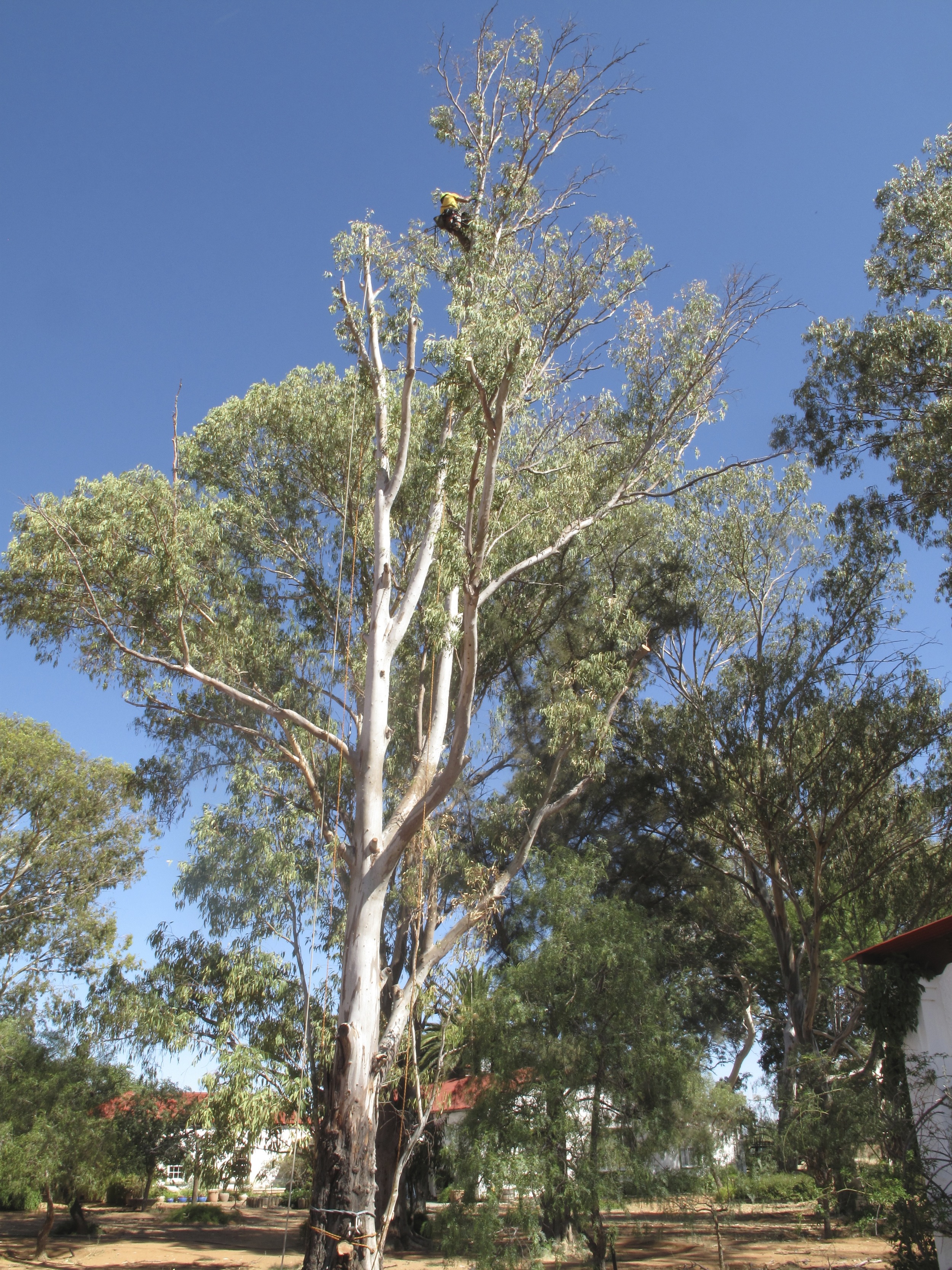 Eucalyptus Retrenchment