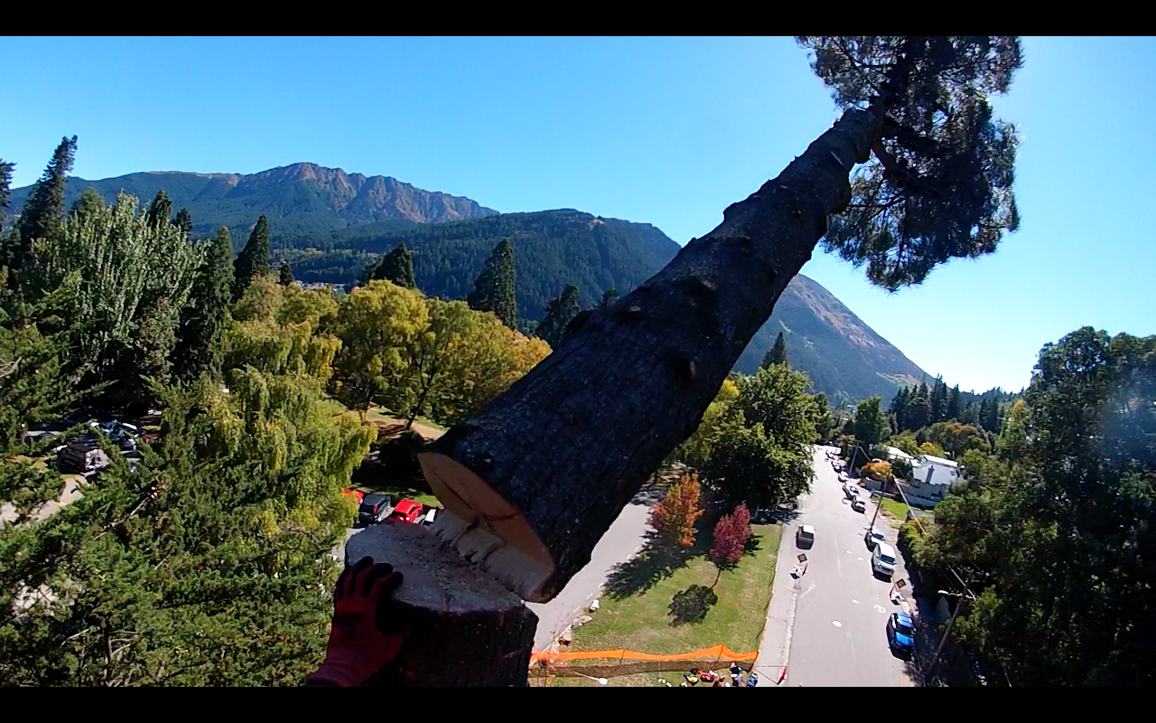 Municipal Tree Work in New Zealand