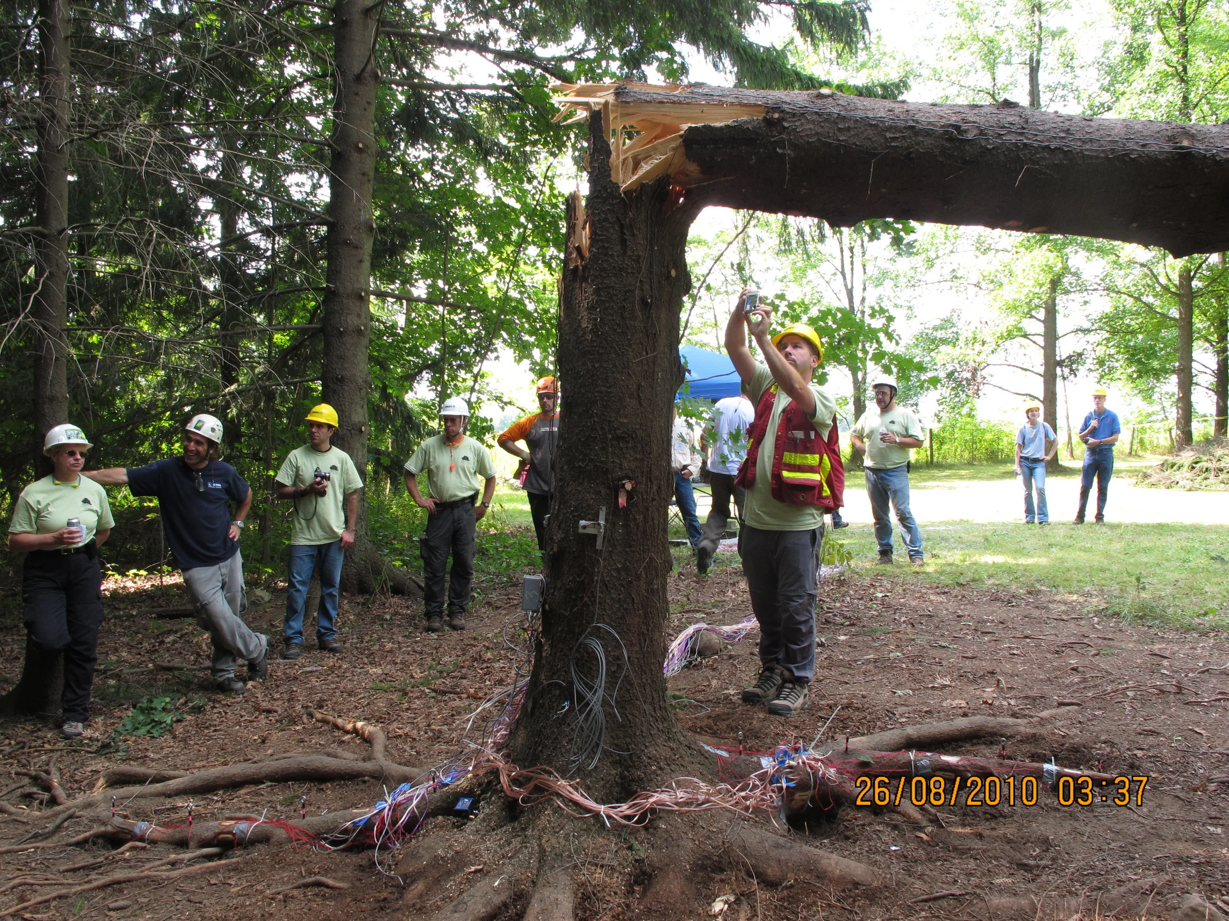 Tree Biomechanics Week
