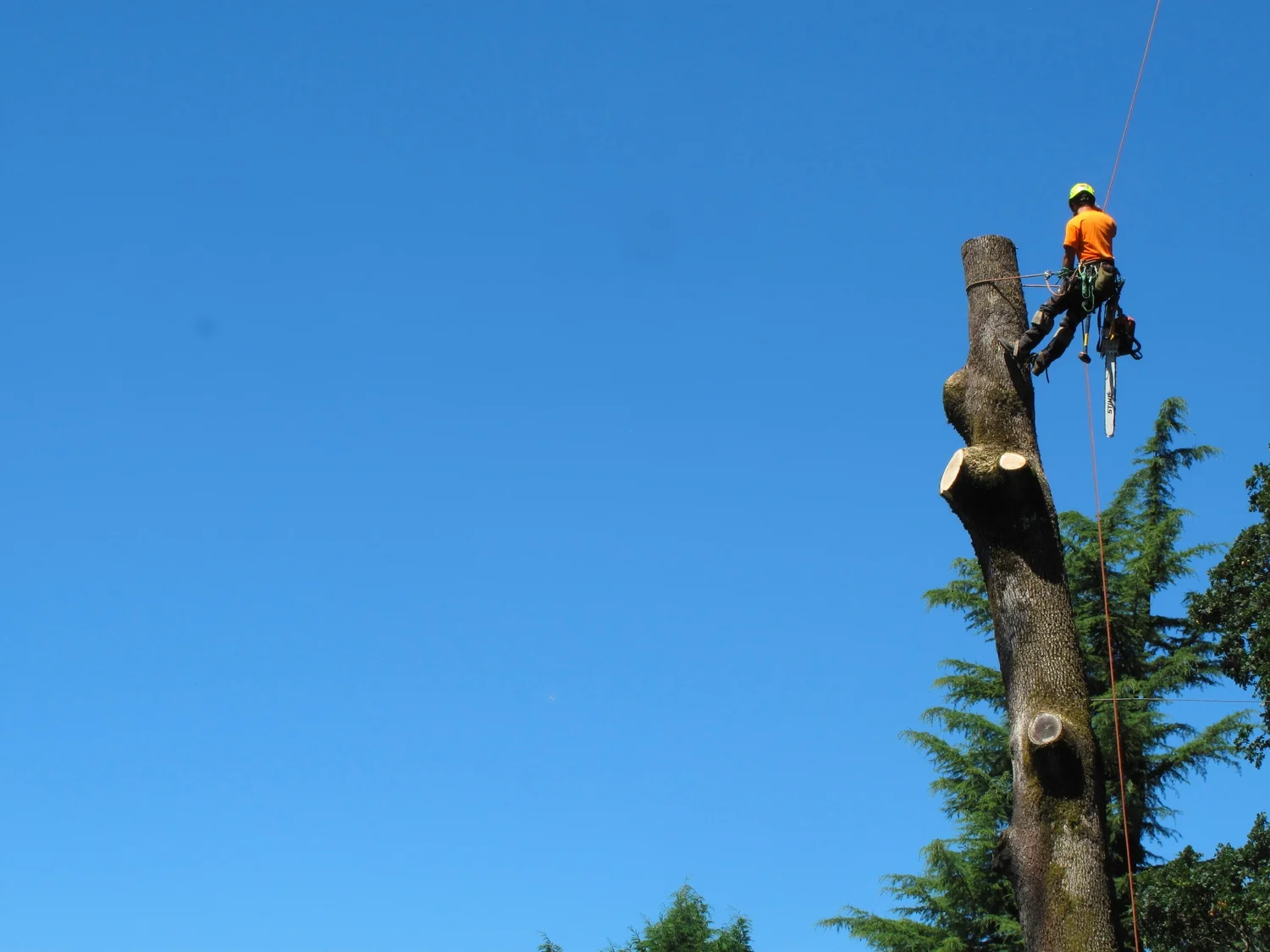 Large tree removal