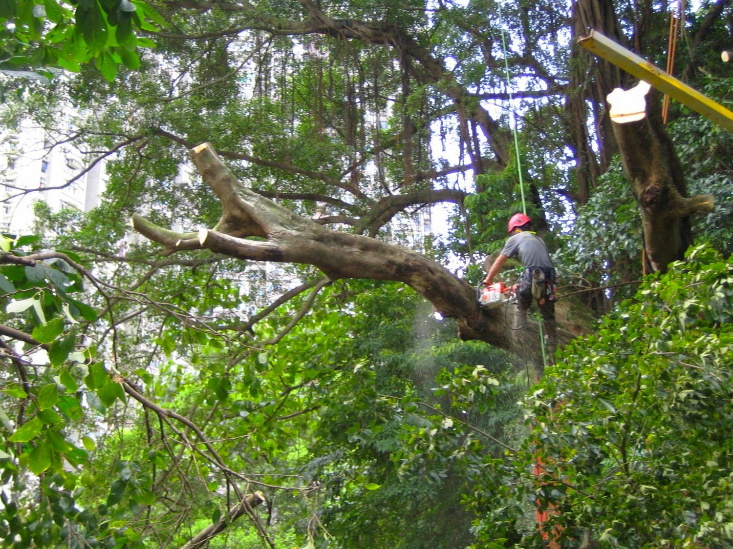 Large tree removal in Hong Kong